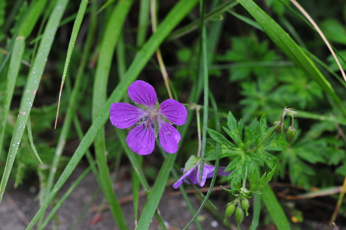 湖北老鹳草Geranium rosthornii