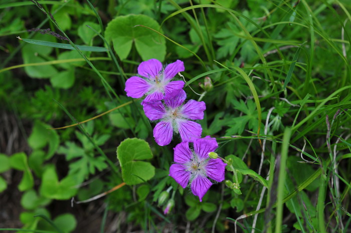 湖北老鹳草Geranium rosthornii