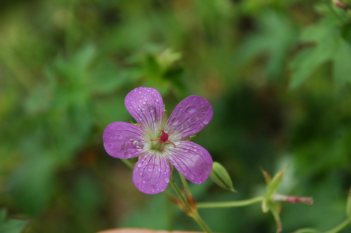 灰背老鹳草Geranium wlassovianum 灰背老鹳草Geranium wlassovianum