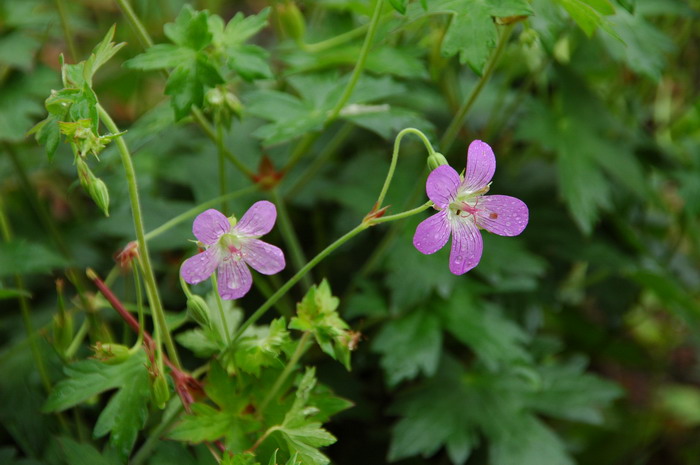 灰背老鹳草Geranium wlassovianum 灰背老鹳草Geranium wlassovianum