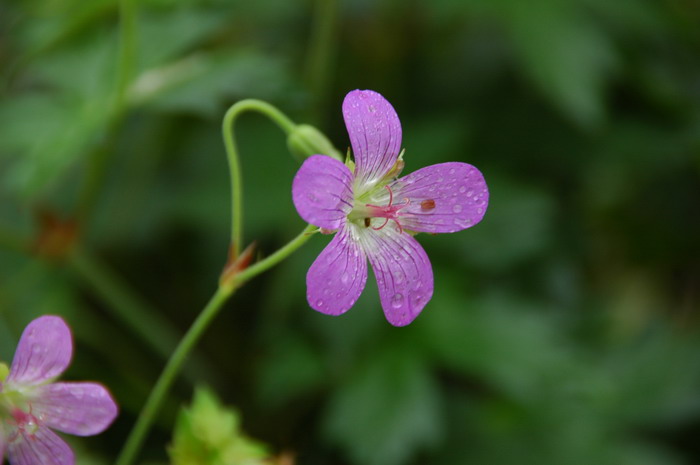 灰背老鹳草Geranium wlassovianum 灰背老鹳草Geranium wlassovianum