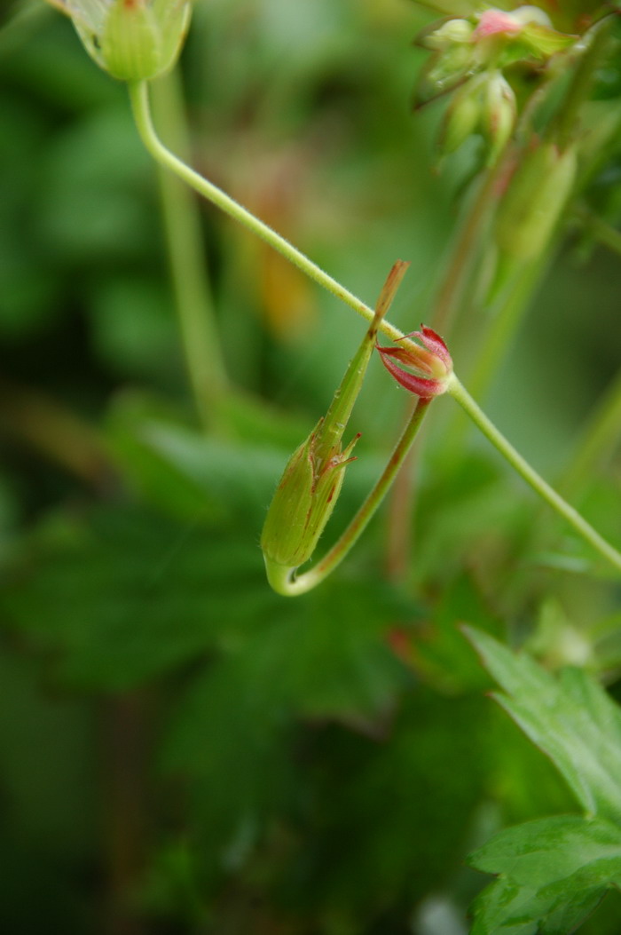 灰背老鹳草Geranium wlassovianum