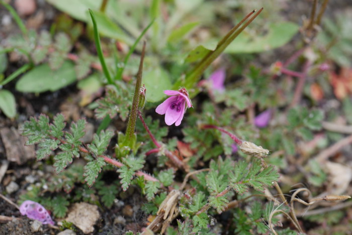 芹叶牻牛儿苗Erodium cicutarium