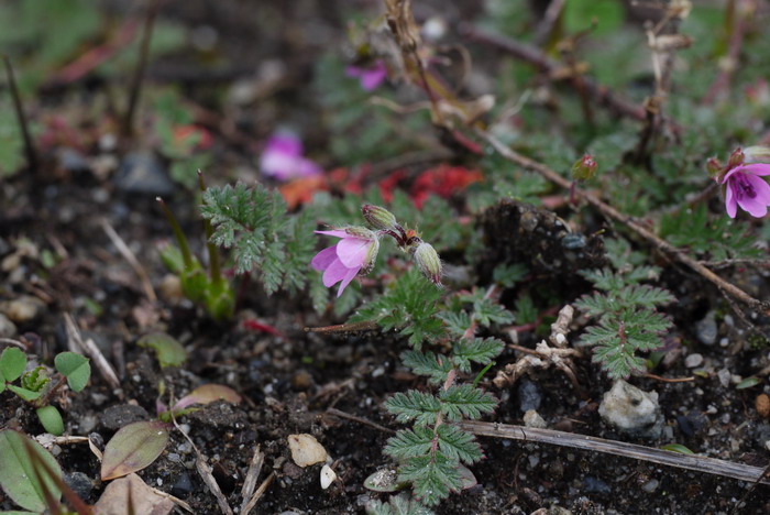 芹叶牻牛儿苗Erodium cicutarium 芹叶牻牛儿苗Erodium cicutarium