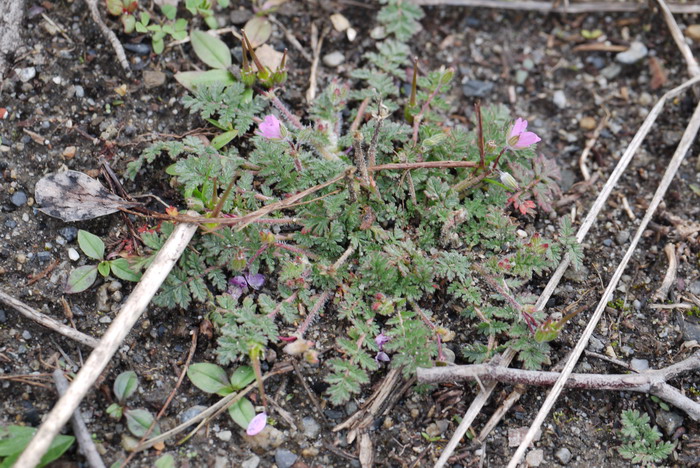 芹叶牻牛儿苗Erodium cicutarium 芹叶牻牛儿苗Erodium cicutarium