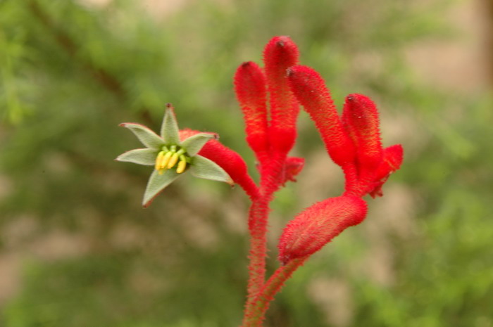 袋鼠爪Anigozanthos manglesii 袋鼠爪Anigozanthos manglesii