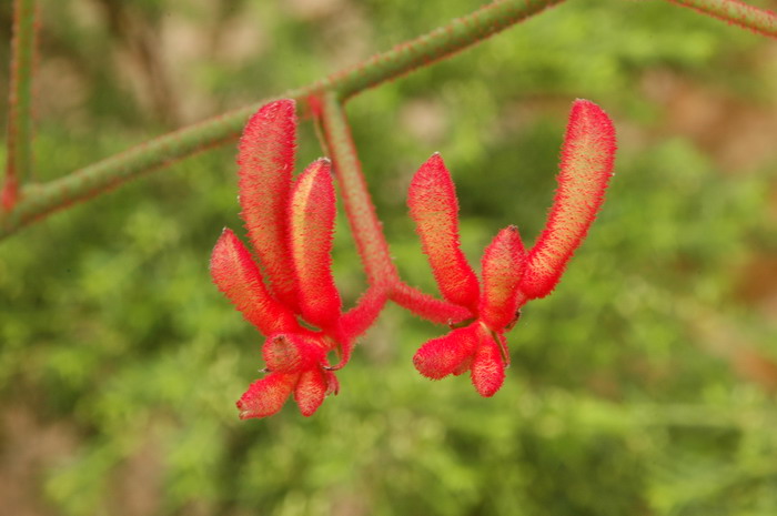 袋鼠爪Anigozanthos manglesii 袋鼠爪Anigozanthos manglesii