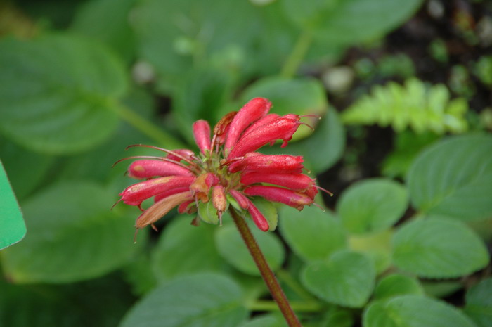 朱红苣苔Calcareoboea coccinea