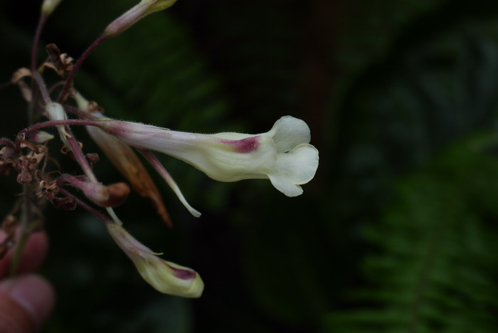 烟叶唇柱苣苔 Chirita heterotricha