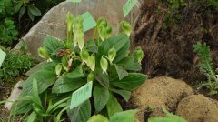 牛耳朵Chirita eburnea