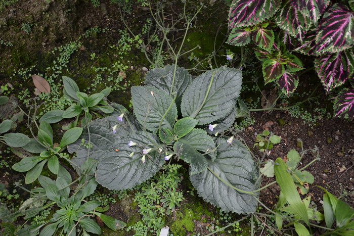 三苞唇柱苣苔Chirita tribracteata