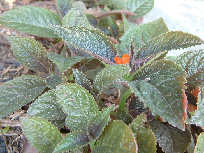金红花Chrysothemis pulchella