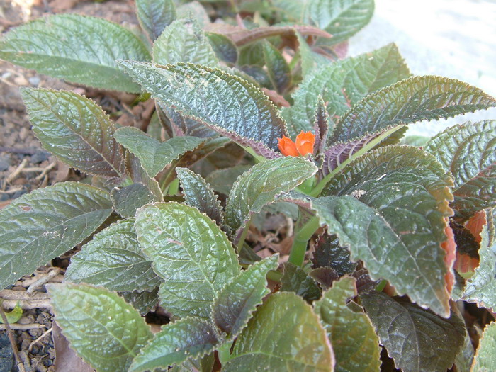 金红花Chrysothemis pulchella 金红花Chrysothemis pulchella