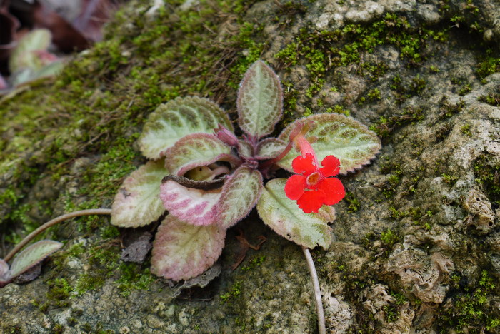 喜荫花 Episcia cupreata 喜荫花 Episcia cupreata