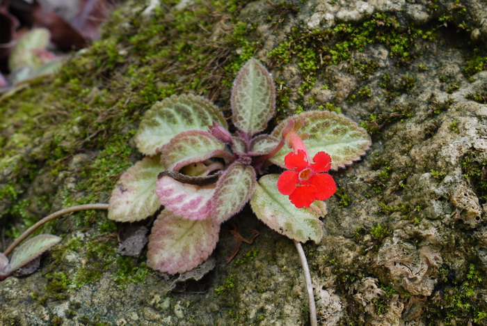 喜荫花 Episcia cupreata