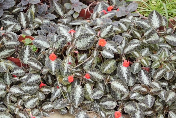 喜荫花 Episcia cupreata