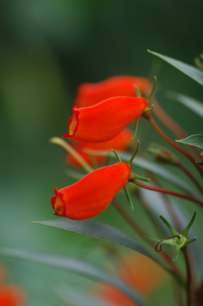 小岩桐Gloxinia sylvatica