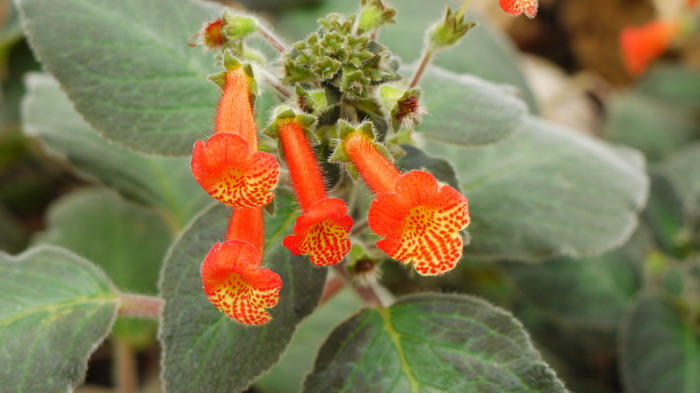 艳斑苣苔 Kohleria bogotensis 艳斑苣苔 Kohleria bogotensis