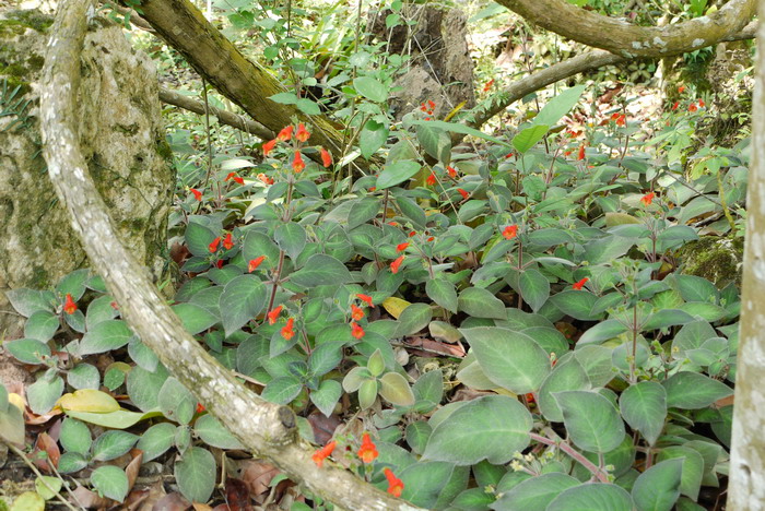 艳斑苣苔 Kohleria bogotensis