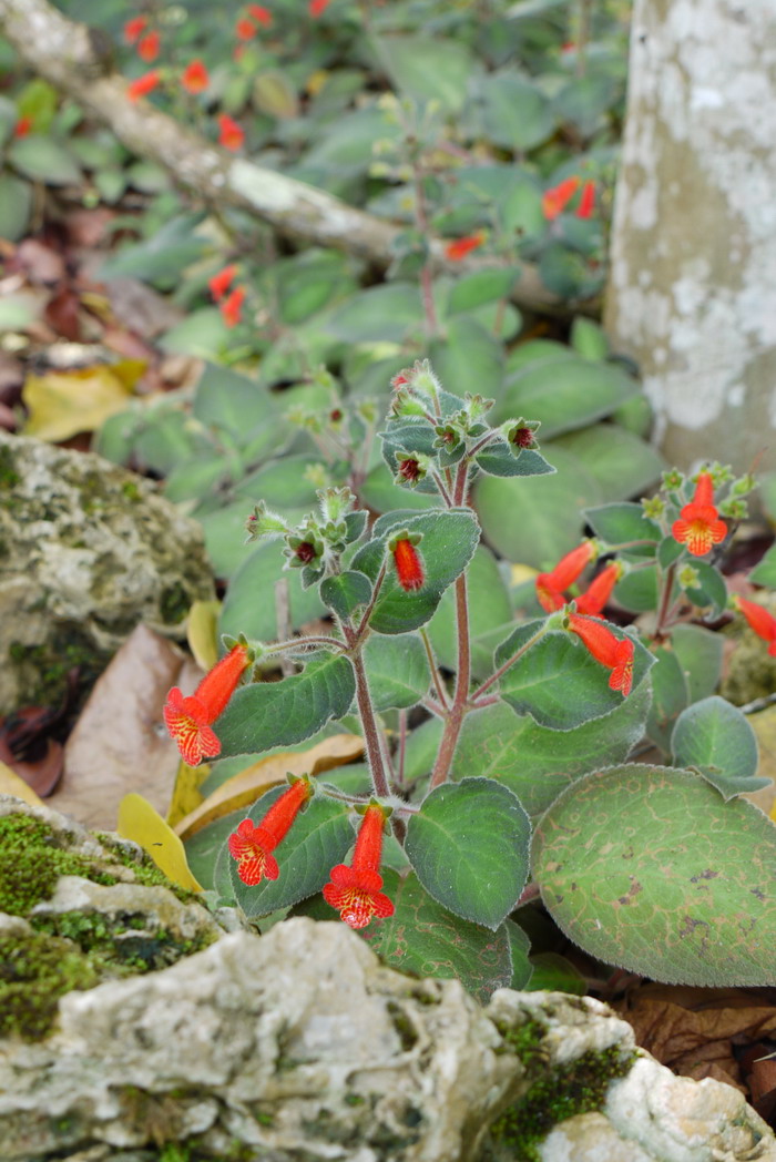 艳斑苣苔 Kohleria bogotensis