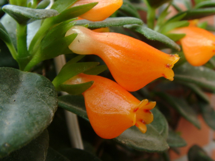‘甜圈’袋鼠花Nematanthus 'Cheerio' ‘甜圈’袋鼠花Nematanthus 'Cheerio'