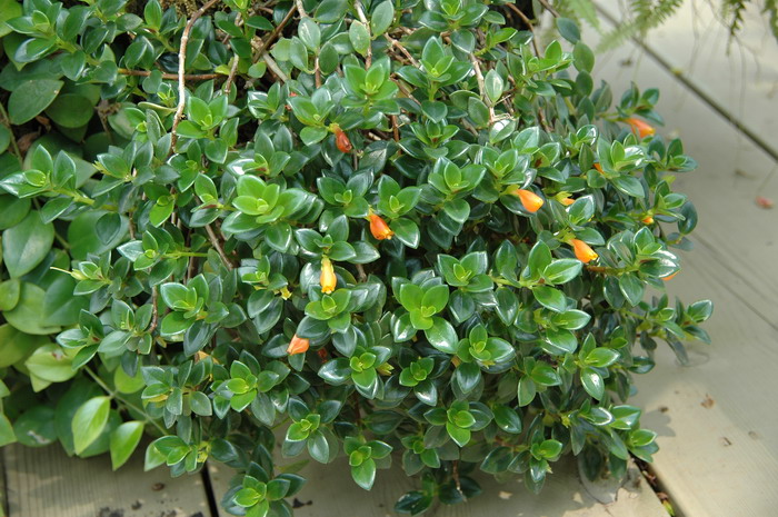 '甜圈'袋鼠花Nematanthus 'Cheerio'