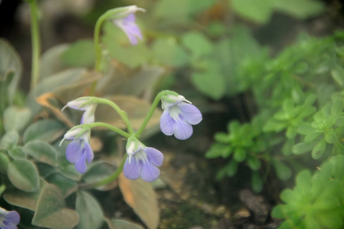 丝毛石蝴蝶Petrocosmea sericea 丝毛石蝴蝶Petrocosmea sericea