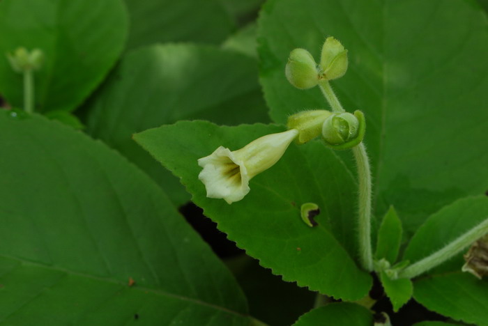 粉绿异裂苣苔Pseudochirita guangxiensis var. glauca