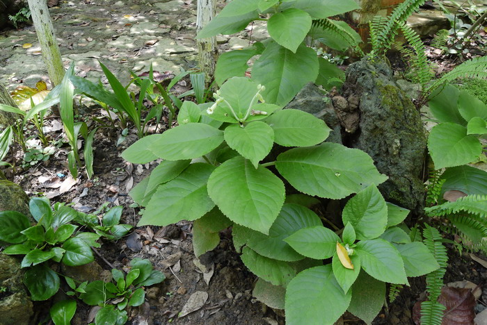 粉绿异裂苣苔Pseudochirita guangxiensis var. glauca