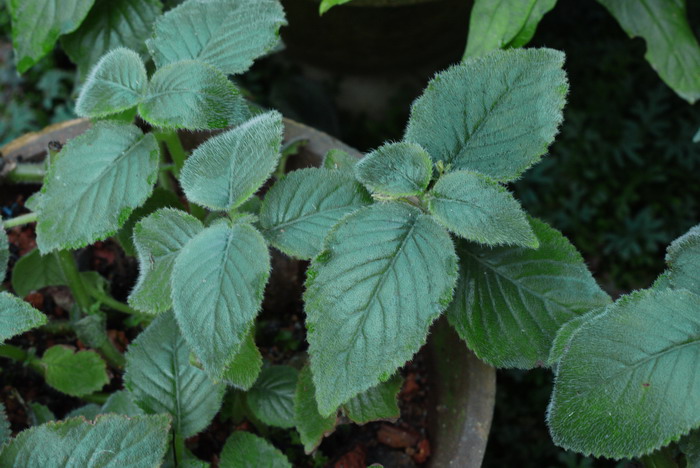 长筒漏斗苣苔Raphiocarpus macrosiphon 长筒漏斗苣苔Raphiocarpus macrosiphon