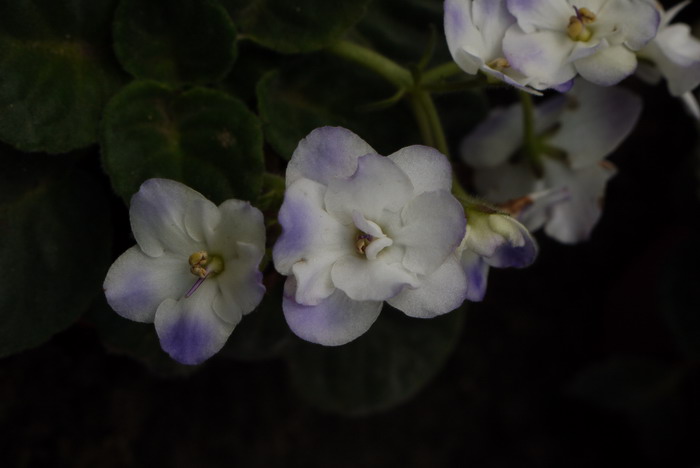 非洲堇Saintpaulia ionantha 非洲堇Saintpaulia ionantha