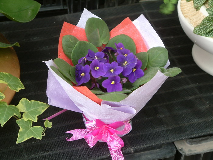 非洲堇Saintpaulia ionantha 非洲堇Saintpaulia ionantha