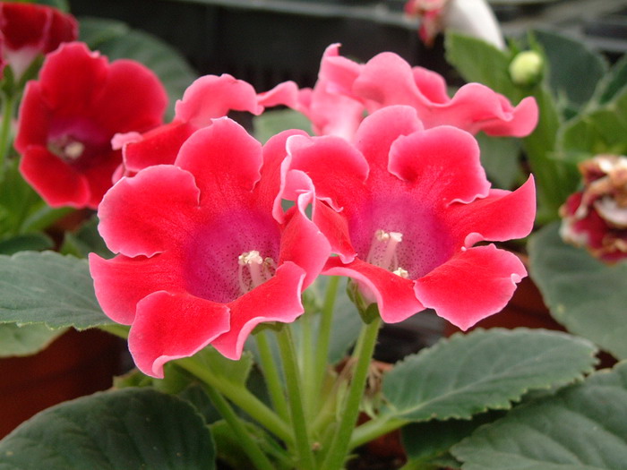 大岩桐 Sinningia speciosa 大岩桐 Sinningia speciosa
