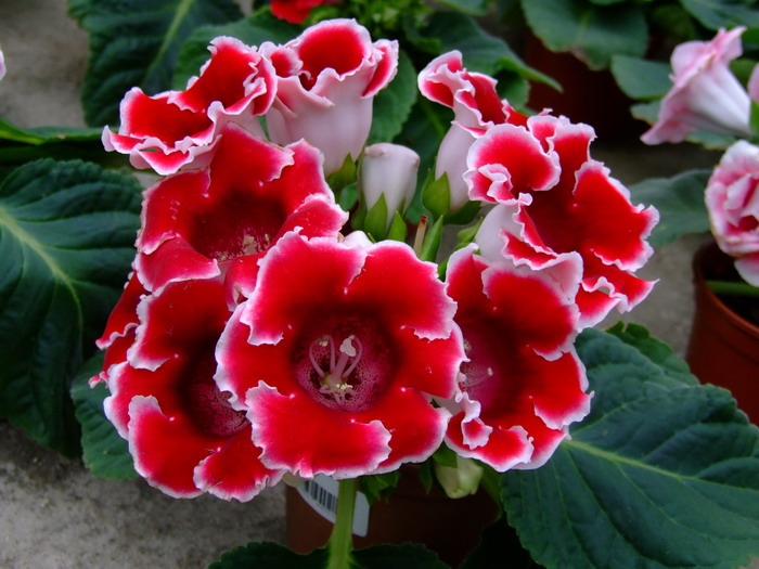 大岩桐 sinningia speciosa