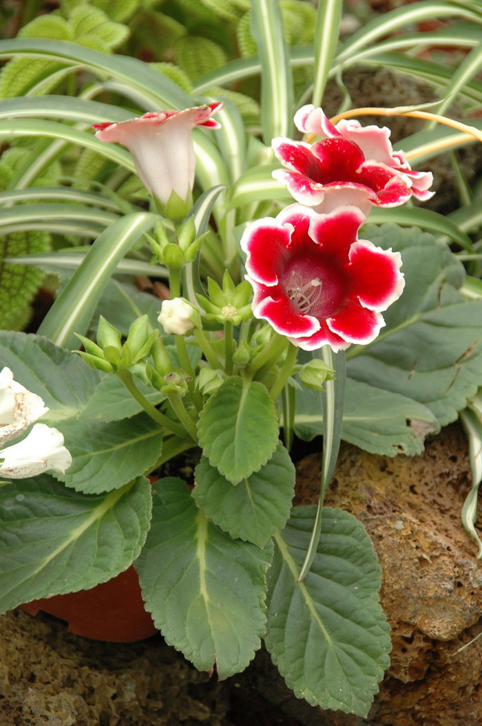 大岩桐 Sinningia speciosa 大岩桐 Sinningia speciosa