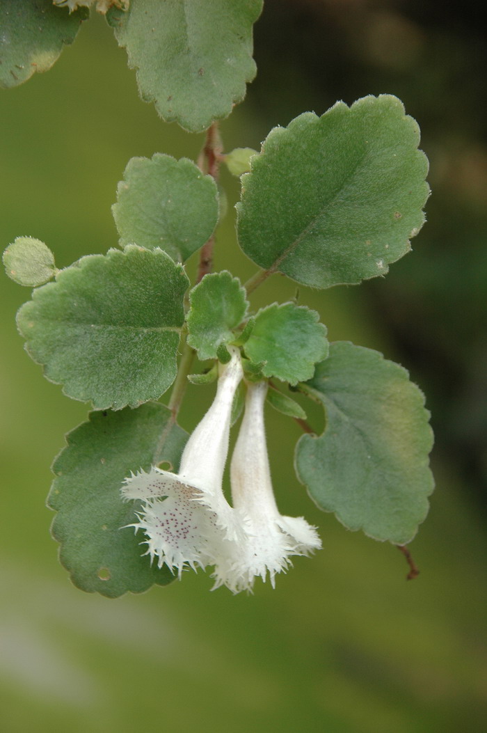 索娥花Alsobia dianthiflora 索娥花Alsobia dianthiflora