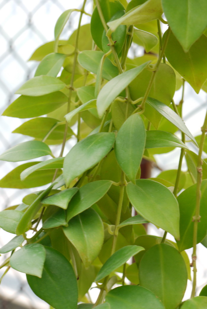 毛萼口红花Aeschynanthus pulcher 毛萼口红花Aeschynanthus pulcher