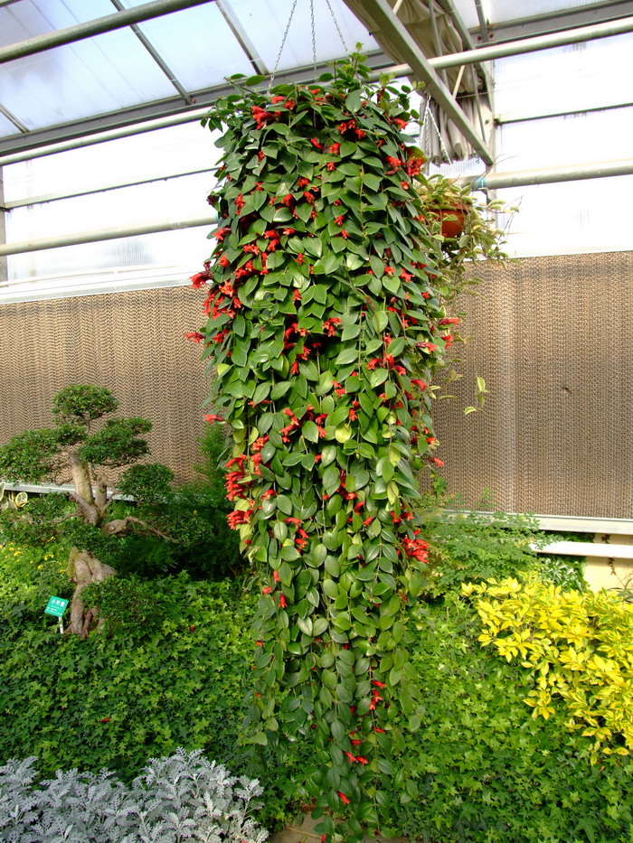 毛萼口红花Aeschynanthus pulcher 毛萼口红花Aeschynanthus pulcher