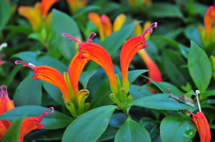 美丽口红花Aeschynanthus speciosus