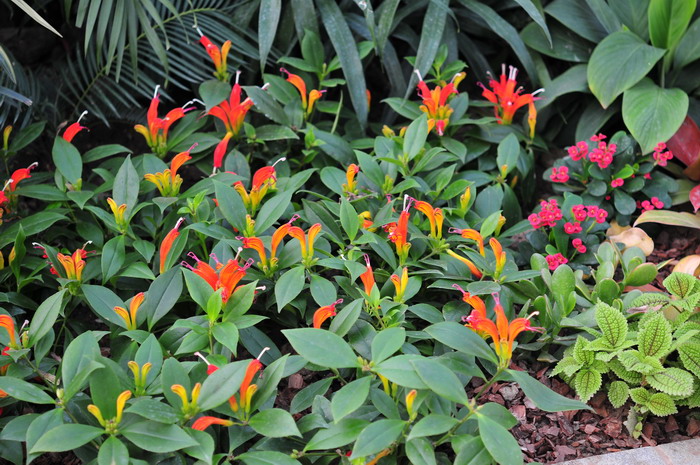 美丽口红花Aeschynanthus speciosus 美丽口红花Aeschynanthus speciosus