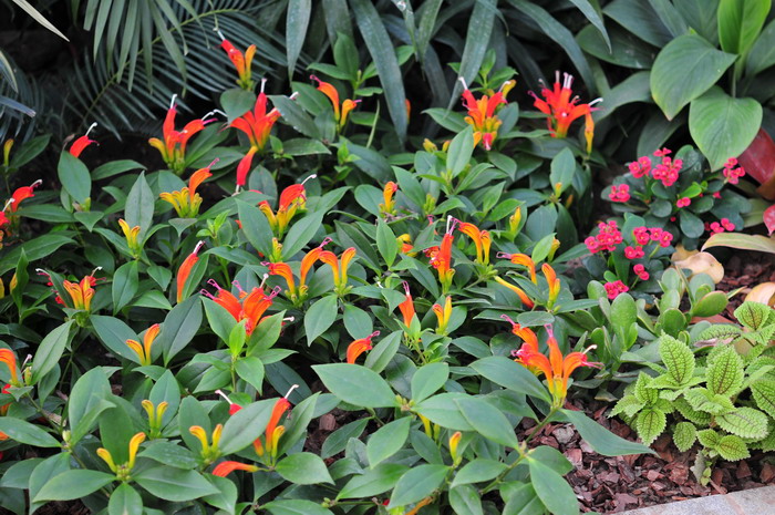 美丽口红花Aeschynanthus speciosus