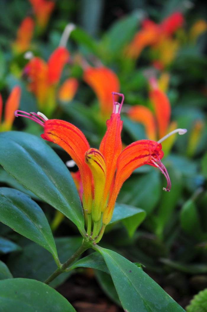 美丽口红花Aeschynanthus speciosus