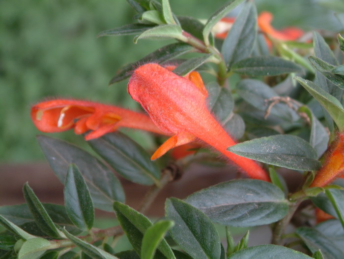 鲸鱼花 Columnea microphylla