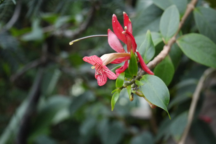 华丽芒毛苣苔Aeschynanthus superbus 华丽芒毛苣苔Aeschynanthus superbus
