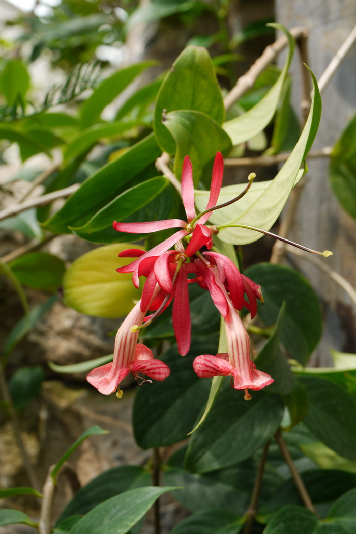 华丽芒毛苣苔Aeschynanthus superbus