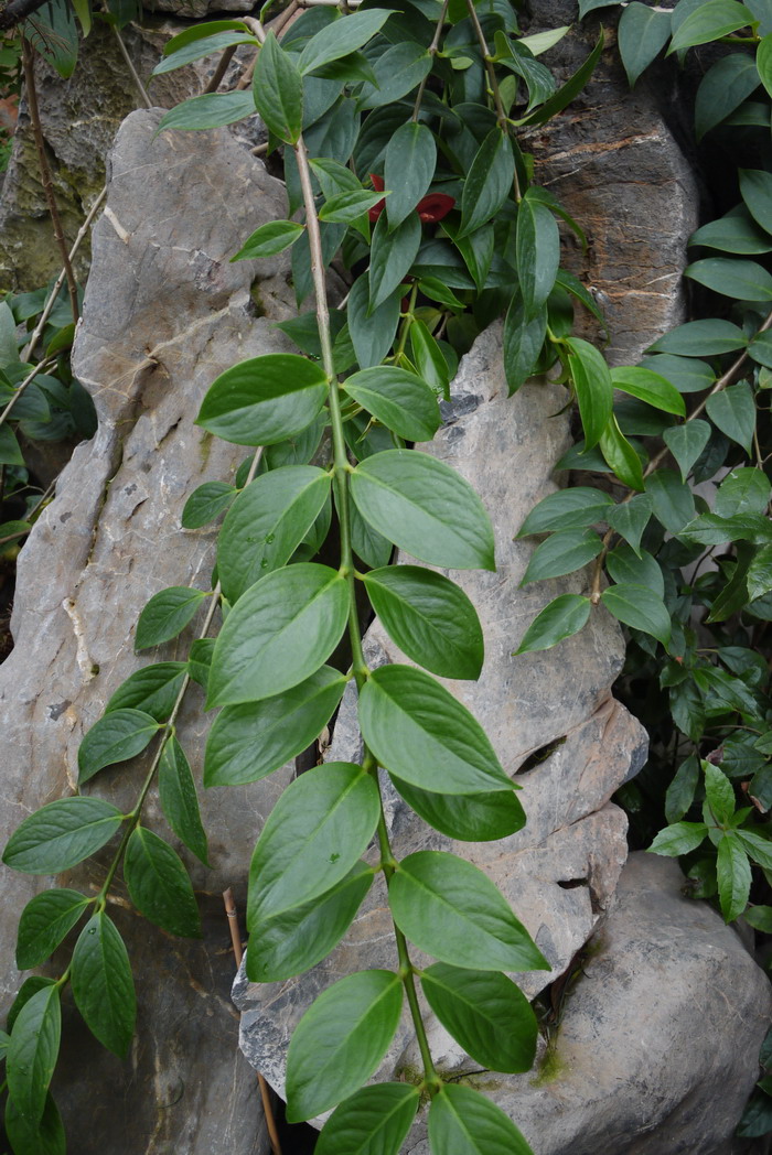 华丽芒毛苣苔Aeschynanthus superbus