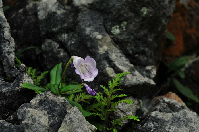 吊石苣苔Lysionotus pauciflorus 吊石苣苔Lysionotus pauciflorus