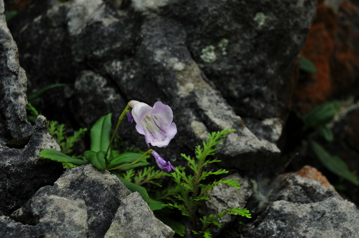 吊石苣苔Lysionotus pauciflorus