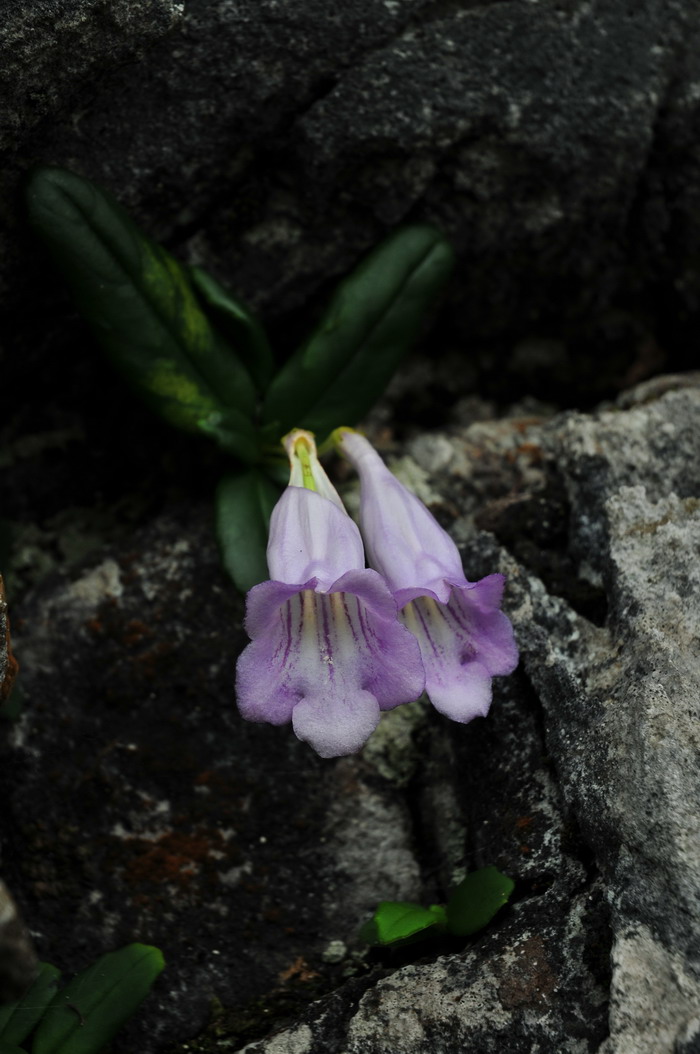 吊石苣苔Lysionotus pauciflorus