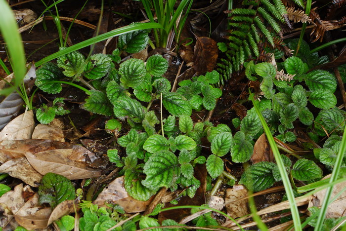 双片苣苔 Didymostigma obtusum 双片苣苔 Didymostigma obtusum